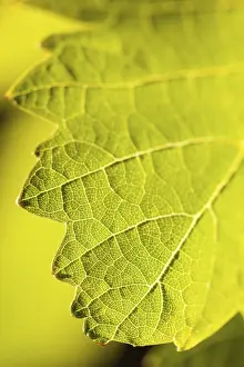 Close Up Vineyard Scene Drucke: Dramatically lit grape leaf details on the vineyard