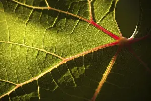 Vineyard Details Drucke: Dramatically lit grape leaf details on the vineyard