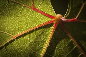 Close Up Vineyard Scene Drucke: Dramatically lit grape leaf details on the vineyard