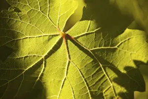 Close Up Vineyard Scene Drucke: Dramatically lit grape leaf details on the vineyard