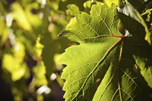 Close Up Vineyard Scene Drucke: Dramatically lit grape leaf details on the vineyard