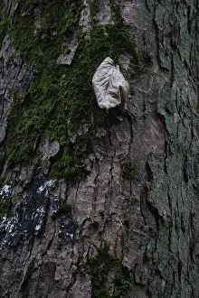 Pine Tree Bark Texture Drucke: Dried beech leaf nestled against pine-tree bark