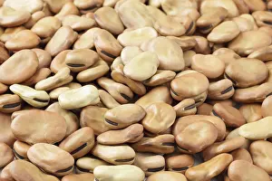 Legume Nutrition Drucke: Dried broad beans