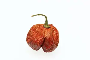 Vegetable Parts Drucke: Dried chilli fruit