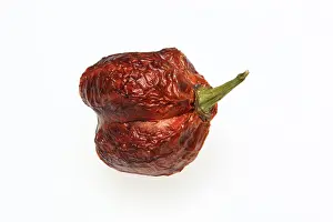 Vegetable Plant Parts Drucke: Dried chilli fruit
