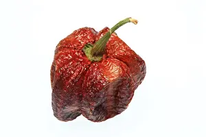 Dried Chilli Fruit Drucke: Dried chilli fruit