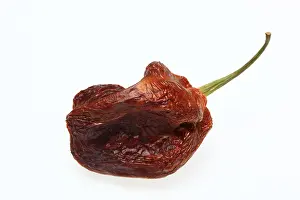 Vegetable Parts Drucke: Dried chilli fruit