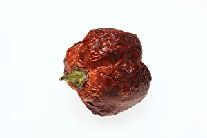 Empty Landscape With Plants Drucke: Dried chilli fruit