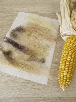 Complementary Medicine Plants Drucke: Dried corn beard, Maydis stigma