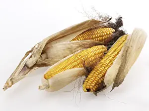Studio Shot Of Corn Drucke: Three dried corn cobs in leaves