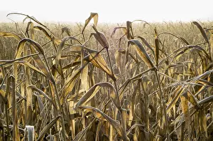 Alternative Energy Source Germany Drucke: Dried corn field backlit by the sun