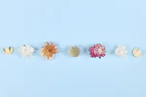 Floral Design Concept Drucke: Dried cornflowers in a row on blue background
