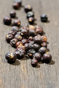 Studio Shot Of Berries Drucke: Dried juniper berries