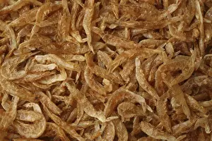 Krill Drucke: Getrocknete Krill, für Hintergründe oder Texturen.