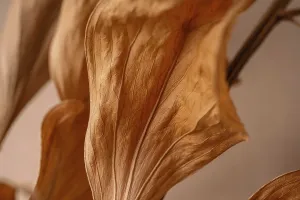 Detailed Close Up Shot Drucke: Dried leaf close up, macro trend