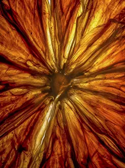 German Studio Shot Drucke: Dried lemon slice in transmitted light