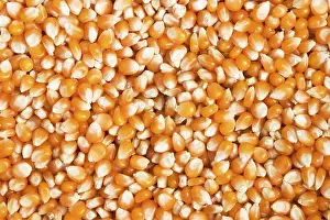 Close Up Corn Drucke: Dried maize grain