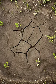 Climate Change Effects Drucke: Dried puddle on a field, Austria