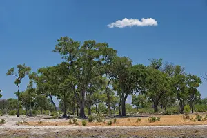 Drought Stricken Landscape Drucke: Dried out riverbed and landscape