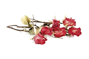 Studio Shot Of Roses Drucke: Dried roses