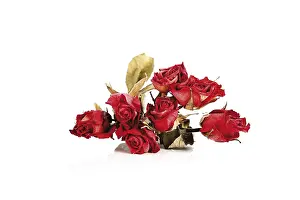 Rosaceae Family Plants Drucke: Dried roses