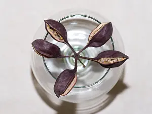 Arid Landscape Photography Drucke: Dried out seeds