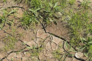 Deserted Agricultural Land Drucke: Dried out soil, background image, Germany