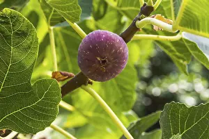 Fig Fruit Photography Drucke: Dripping ripe fig on the tree, close up