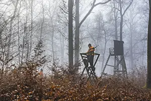 Southern Germany Wildlife Photography Drucke: Driven hunting in Schonbuch