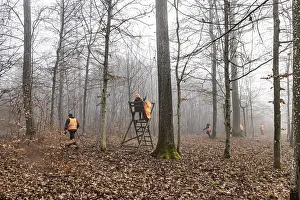 Wildlife Photography Forest Scene Drucke: Driven hunting in Schonbuch
