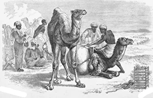 Arabian Camel Images Drucke: Dromedary (Camelus dromedarius)