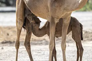 Dromedary Camel Drucke: Dromedary (Camelus dromedarius)