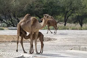 Dromedary Camel Drucke: Dromedary (Camelus dromedarius)