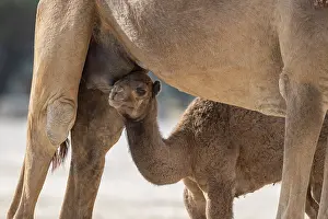 Even Toed Ungulate Mammal Drucke: Dromedary (Camelus dromedarius)