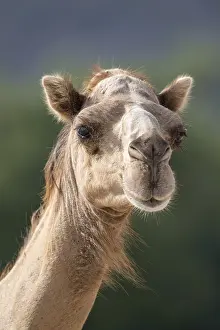 Even Toed Ungulate Mammal Drucke: Dromedary (Camelus dromedarius)
