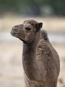 Even Toed Ungulate Photos Drucke: Dromedary (Camelus dromedarius)
