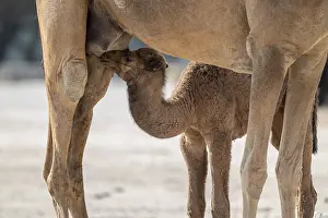 Dromedary Camel Drucke: Dromedary (Camelus dromedarius)