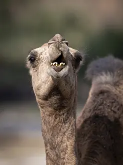 Even Toed Ungulate Mammal Drucke: Dromedary (Camelus dromedarius)