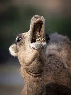 Even Toed Ungulate Mammal Drucke: Dromedary (Camelus dromedarius)