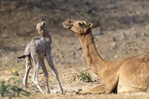 Camelus Dromedarius Drucke: Dromedary (Camelus dromedarius)