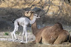 Dromedary Camel Drucke: Dromedary (Camelus dromedarius)