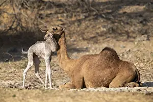 Even Toed Ungulate Mammal Drucke: Dromedary (Camelus dromedarius)