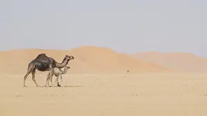 No People Desert Scenes Drucke: Dromedary (Camelus dromedarius)