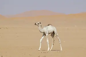 Even Toed Ungulate Mammal Drucke: Dromedary (Camelus dromedarius)