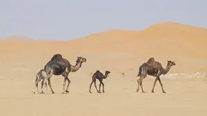 Even Toed Ungulate Mammal Drucke: Dromedary (Camelus dromedarius)