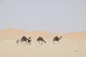 Even Toed Ungulate Animal Drucke: Dromedary (Camelus dromedarius)