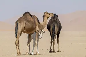 Desert Camels Drucke: Dromedary (Camelus dromedarius)