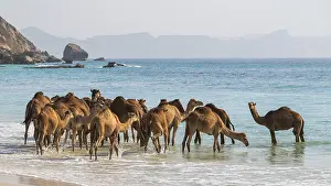 Even Toed Ungulate Photos Drucke: Dromedary (Camelus dromedarius)