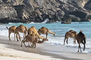Arabian Peninsula Wildlife Drucke: Dromedary (Camelus dromedarius)