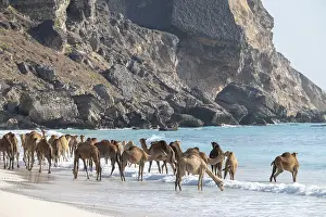 Arabian Peninsula Wildlife Drucke: Dromedary (Camelus dromedarius)